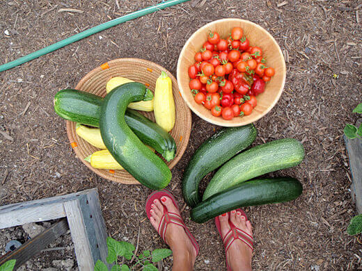Beginning my new life as a micro farmer