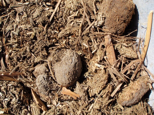 Animal manure mixed with straw