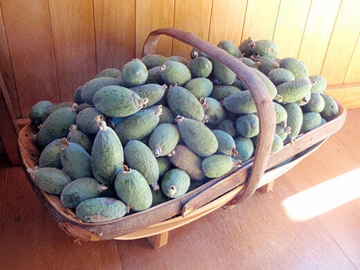 Basket of feijoas