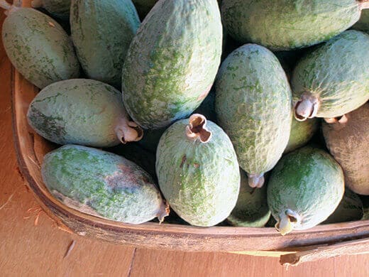 Feijoa fruits