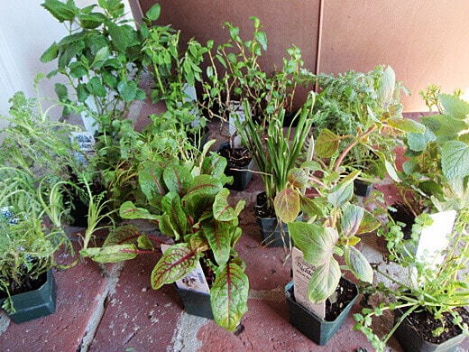 Starter plants