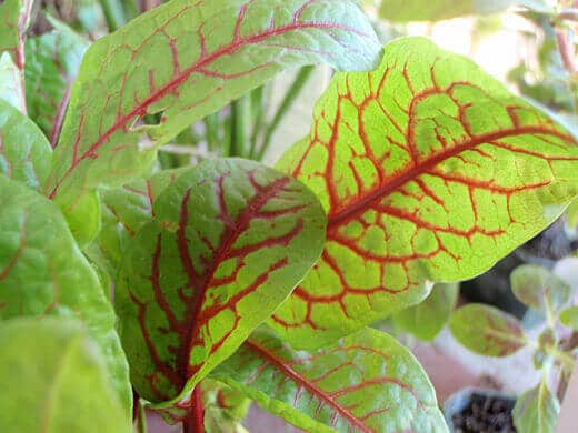 Red-veined bloody dock leaves