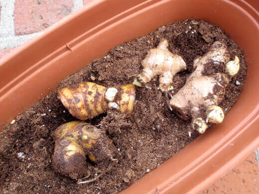 Ginger and galangal rhizomes