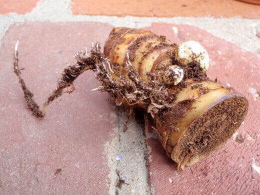 Ginger rhizome