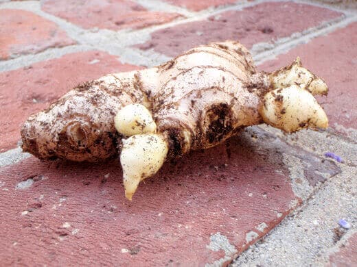 Galangal rhizome