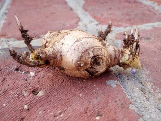 Galangal rhizome