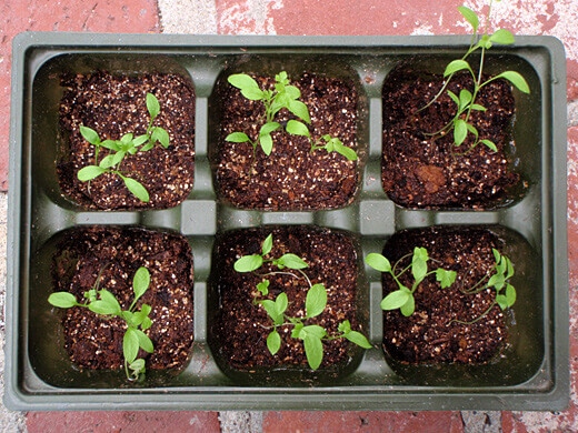 Parsley seedlings