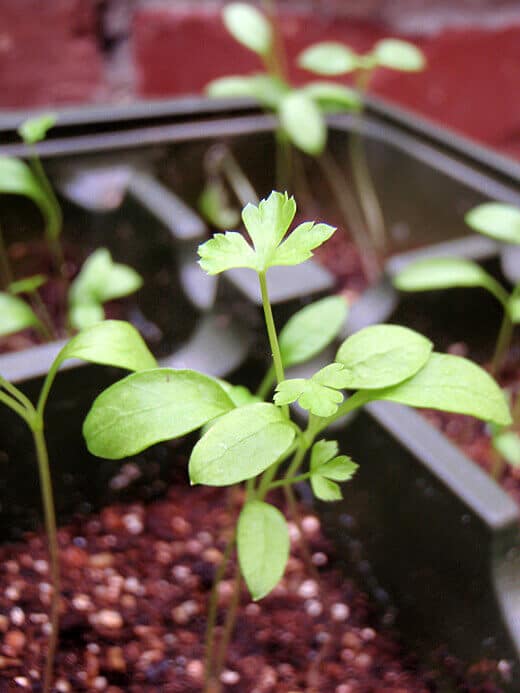 Parsley Giant of Italy seedling