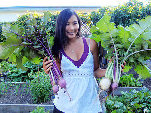 Harvesting aka karaine radish