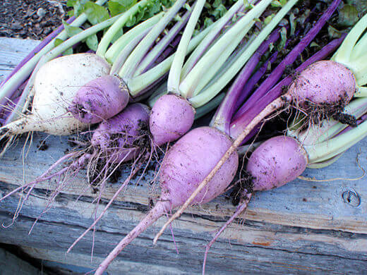 Aka karaine hot radish