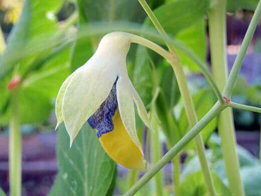 Golden Sweet Snow Peas
