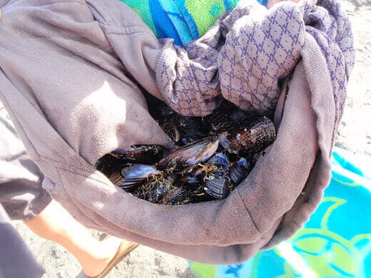 Freshly caught mussels