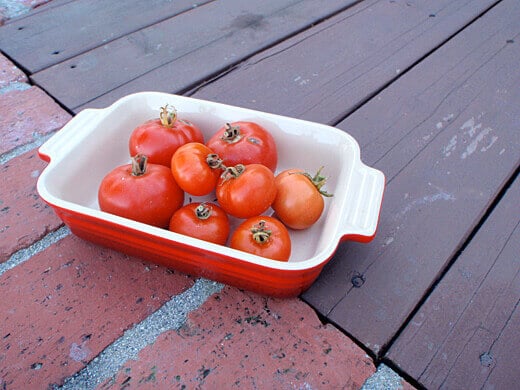 High Country, Oregon Spring and Siberian tomatoes