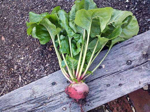 Chioggia beet