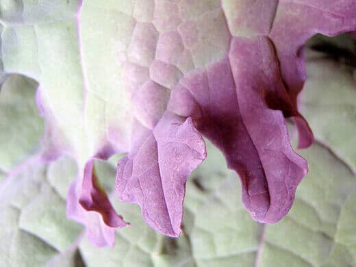 Russian Red kale