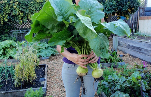 Golden Globe turnips and greens