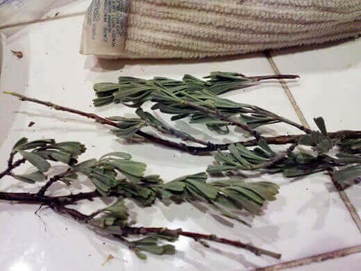 Wild sage foraged from Prosser Meadows