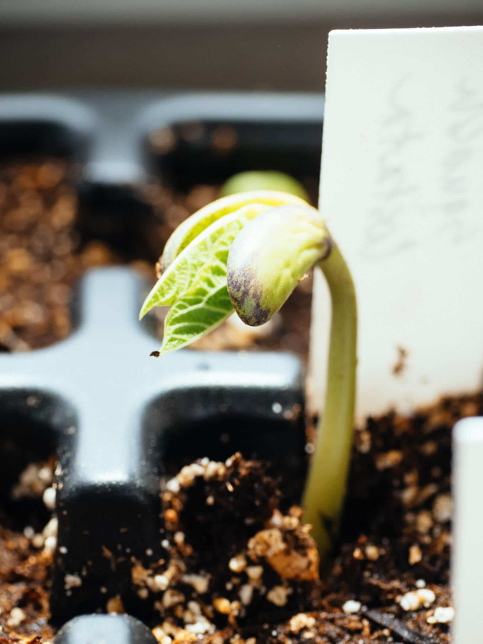 Legume seedling started indoors