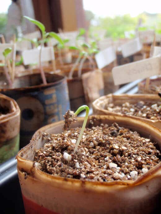 A seedling sprouting