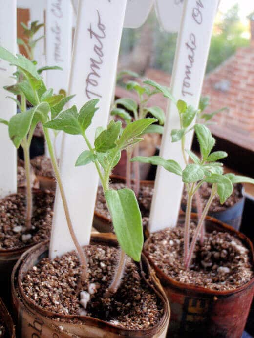 Tomato seedlings