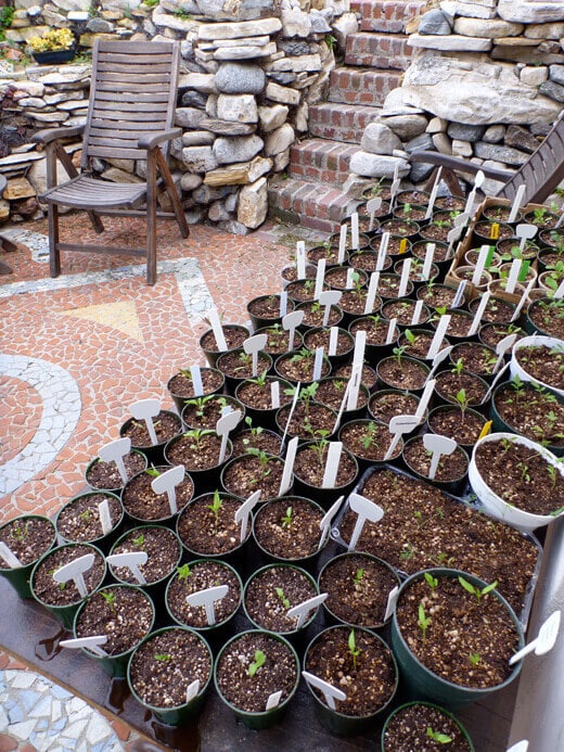 Seedlings hardening off outside