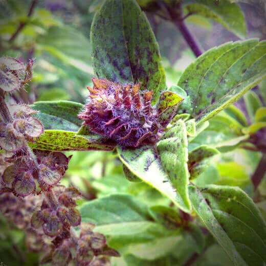 African Blue basil flower bud