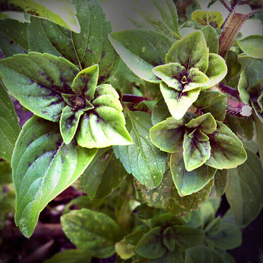 African Blue basil leaves
