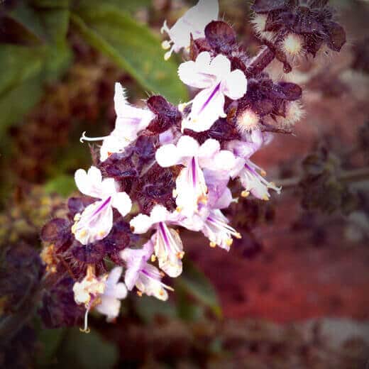 African Blue basil flower stems