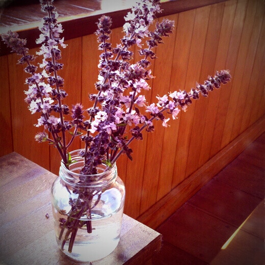 African Blue basil flower arrangement