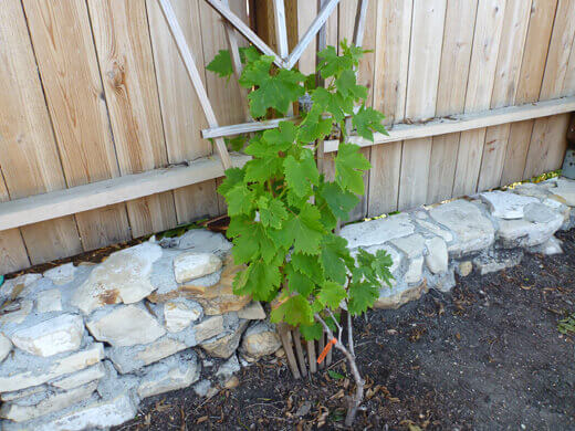 Grapevine