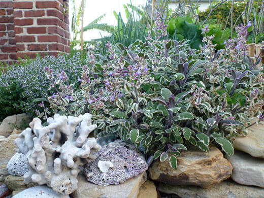 Perennial herbs