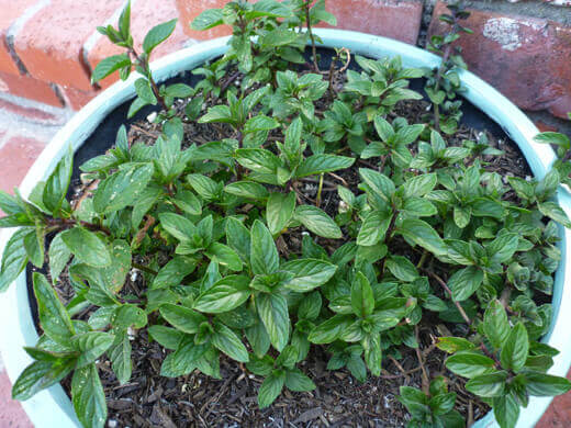 Chocolate mint