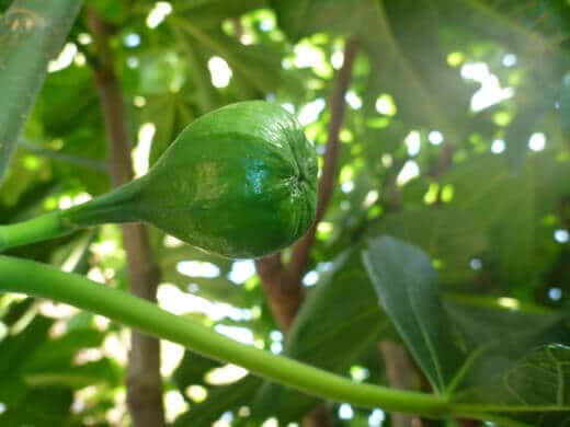 Baby fig