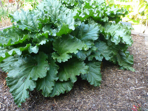 Victoria rhubarb
