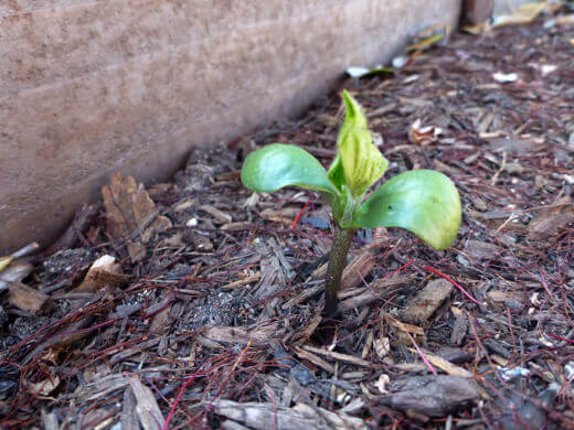 Edamame seedling