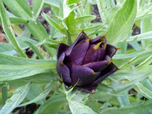 Purple of Romagna artichoke