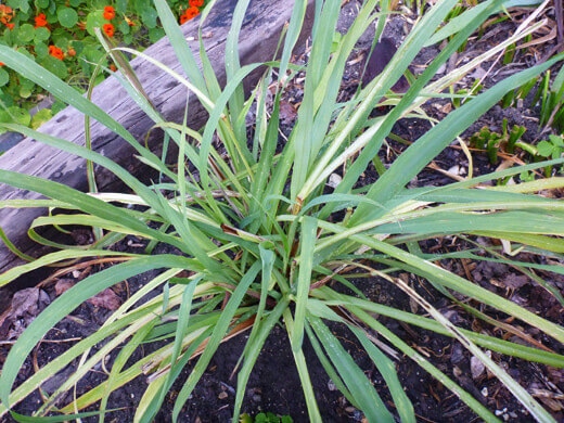 Lemongrass