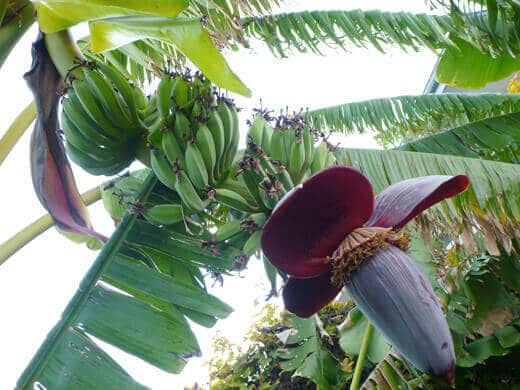 Bananas