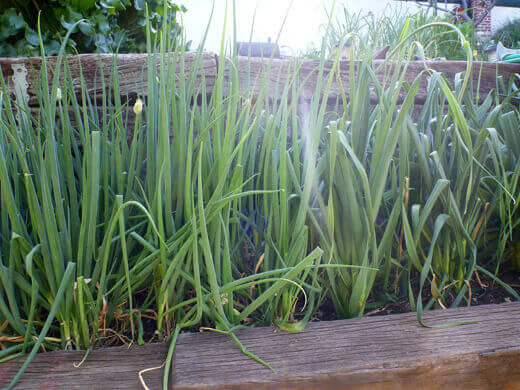 Bunching onions and leeks