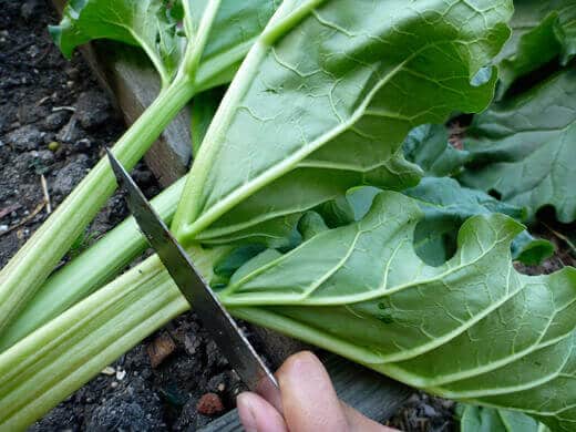 Discard rhubarb leaves