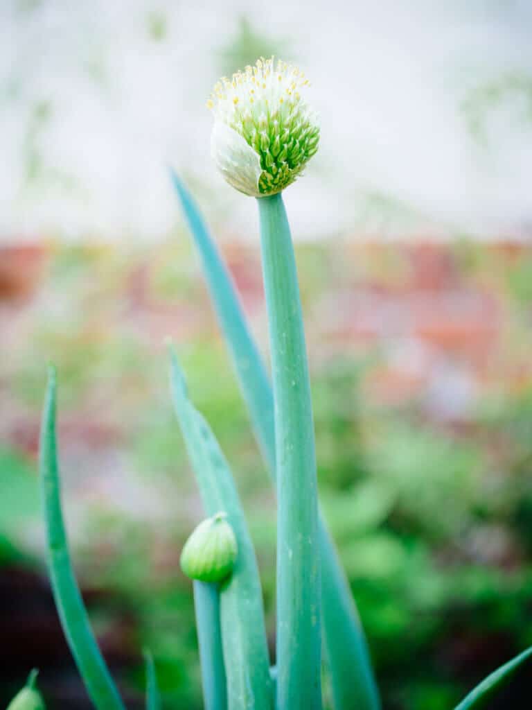 Bloomin' onion: why some onions have flowers
