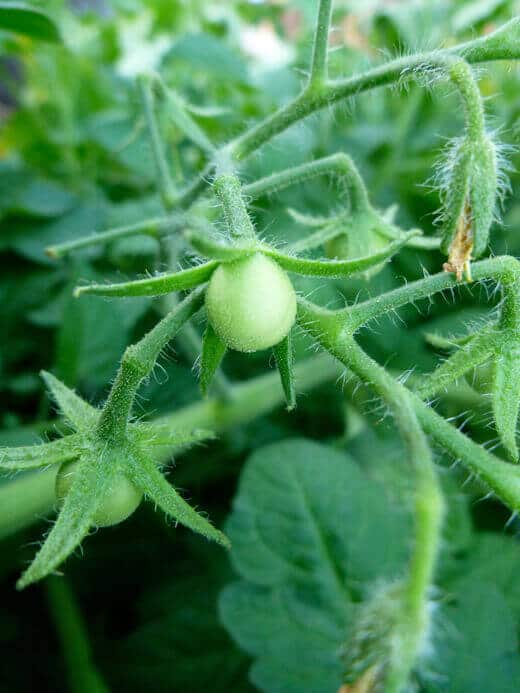 Tiny tomatoes growing