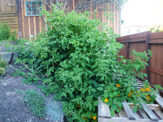 Rogue tomato plants growing in the garden