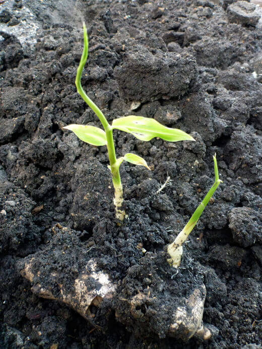 Ginger rhizomes and stems