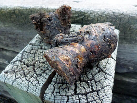 Rotted galangal rhizomes