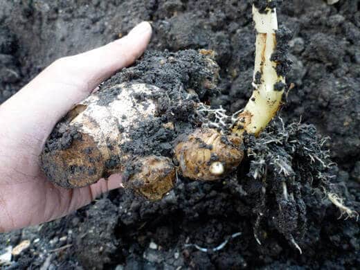 Ginger rhizome