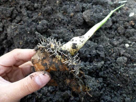 Ginger rhizome