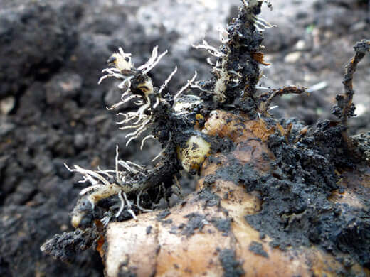 Ginger rhizome