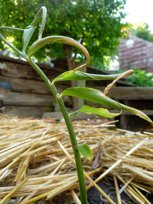 Ginger plant