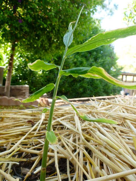 Ginger plant